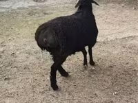 Ram, Rhon sheep — photo 3