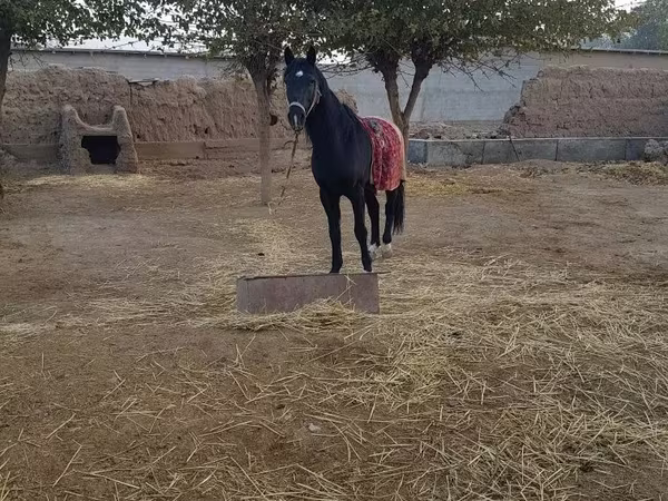 حصان, الخيول
