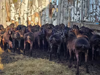 Қошқар, Hissar sheep — 4-сурет