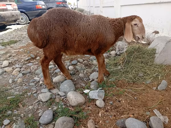 Қой, Arashan sheep