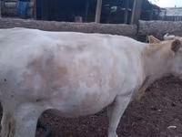 Vaca, Ganado vacuno — foto 7