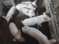 Säue, Schweine — Foto 4