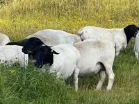 Widder, Dorper sheep — Foto 2