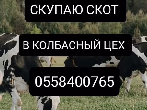 Бұқа, Ірі қара — Қырғызстан