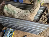Oveja, Kuibyshev sheep — foto 3