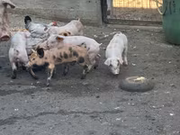 Sow, Pigs — photo 2