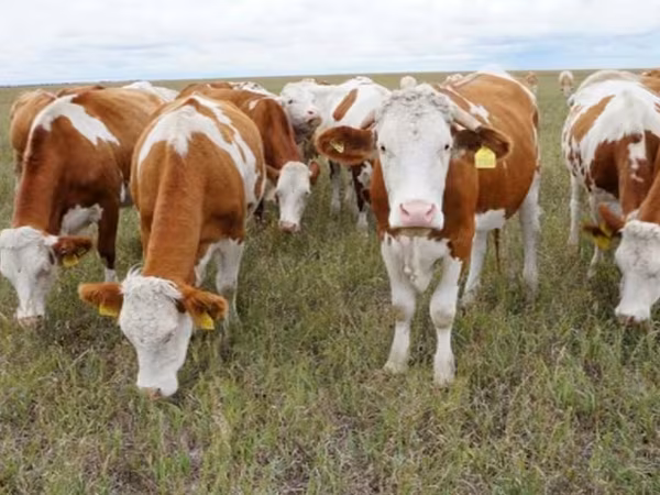 Бұқа, Simmental cattle
