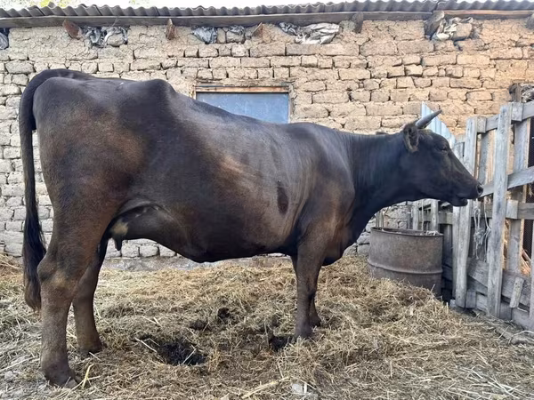 Сиыр, Ukrainian Brown Dairy Cattle