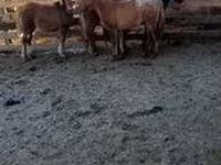 Caballo, Caballos — foto 5