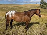 Айғыр, Horses of Sable Island — 1-сурет
