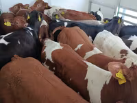 Toro, Ganado vacuno — foto 2
