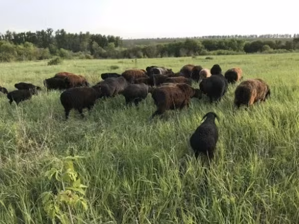 Қой, Hissar sheep