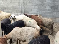 Овца, Бараны — фото 4