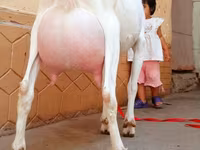 公山羊, Saanen goat — 照片 5