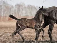 Hengst, Trakehner — Foto 2