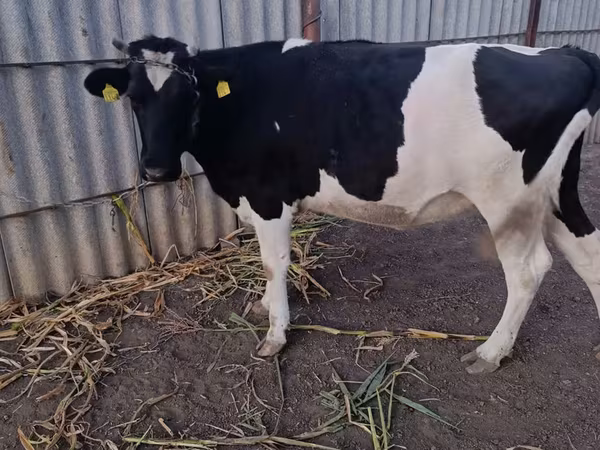 Kuh, Holstein-Rasse