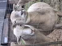मेढ़ा, Katum sheep — फ़ोटो 5