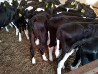 Bull, Holstein breed — photo 3