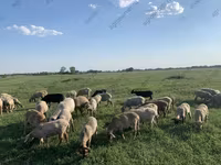 Schaf, Dorper sheep — Foto 4