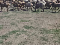Қошқар, Hissar sheep — 3-сурет