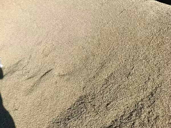 Ячмень (зерно) адрес село СУУСАМЫР - Кормовой ячмень, цельное зерно