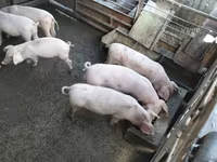 Қабан, Шошқалар — 1-сурет