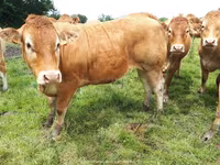 Cow, Limousin cow — photo 6