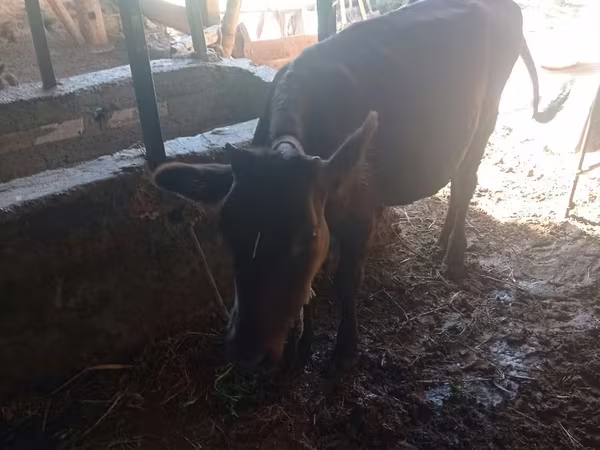 Cow, Cattle