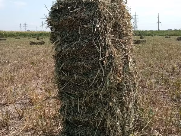 Сено в тюках (прямоугольные тюки). - Заготовлено в поле, прессованное