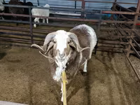 Ram, Sheep — photo 2