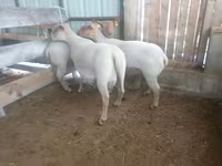Қой, Baerchuke sheep — 1-сурет