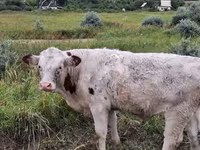Vaca, Ganado vacuno — foto 7