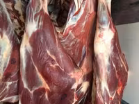 Toro, Ganado vacuno — foto 2