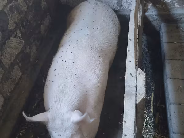 नर सूअर, सूअर