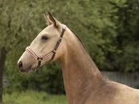 Stute, Akhal-Teke — Foto 3