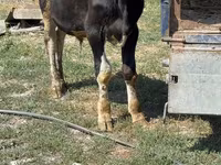 Bull, Cattle — photo 3