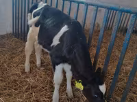 Vaca, Raza Holstein — foto 3
