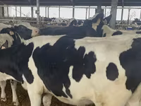 Cow, Holstein breed — photo 2