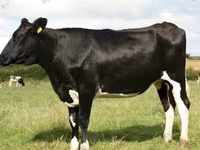 Kuh, Russian Black pied cattle — Foto 3