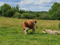 Kuh, Hereford — Foto 6