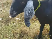Ziege, Nubian Goat — Foto 5