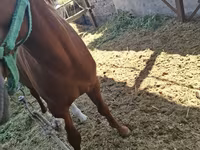 Horse (M), Arabian horse — photo 7