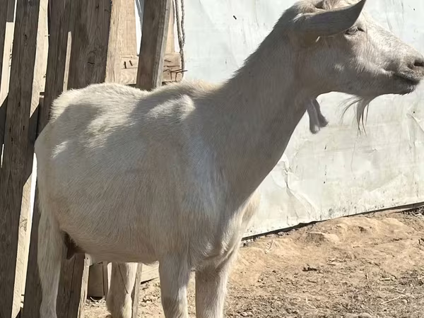 Ziege, LaMancha goats