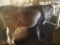 ثور, الماشية — الصورة 2