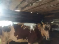 Cow, Cattle — photo 4
