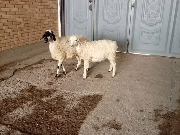 Ziegenbock, Ziegen