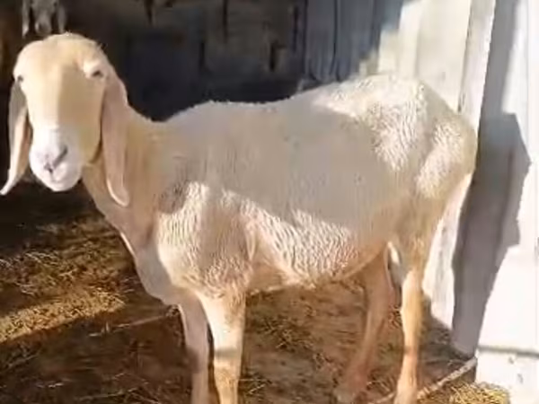 Қой, Awassi sheep — Қырғызстан