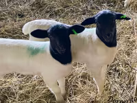 Oveja, Dorper sheep — foto 1
