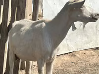 Ешкі, LaMancha goats — 1-сурет