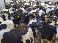 公牛, Cattle — 照片 3